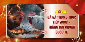 Đá Gà Thomo Trực Tiếp AO88 - Thắng Bại Chuẩn Quốc Tế